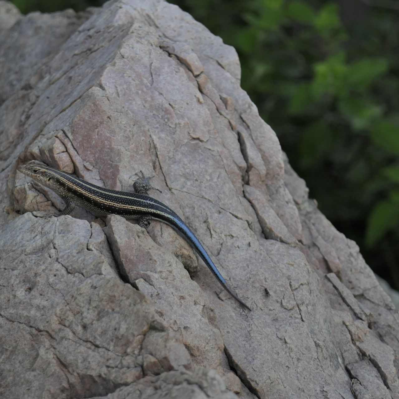 erfahrungsbericht-suedafrika-naturausbildung-tracking-fotografie-kundenfotos-echse-natucate