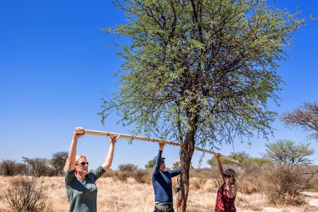 natucate-volunteering-southafrica-kalahari-volunteers-tree