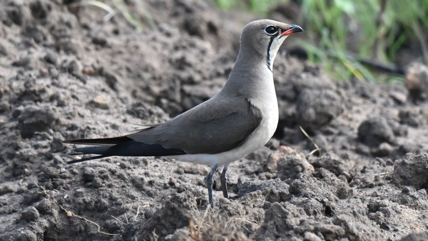 Vogel in S&uuml;dafrika