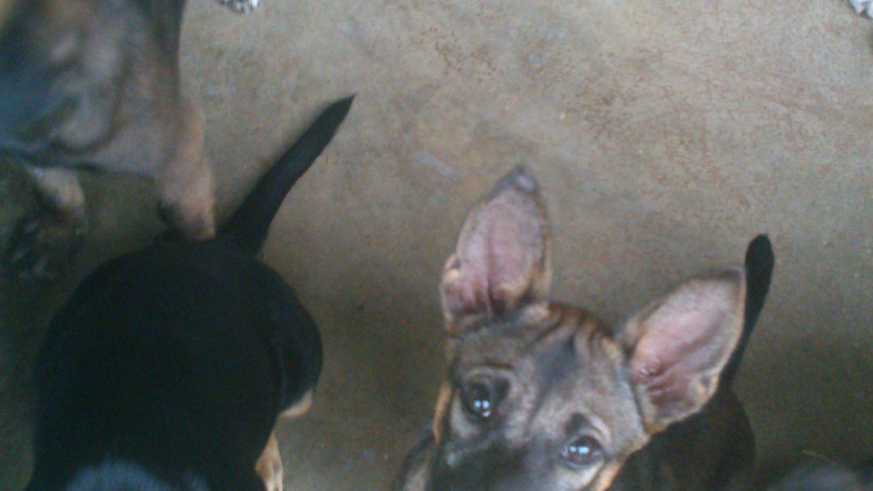 Tierschutz: Vier Hunde im Tierheim