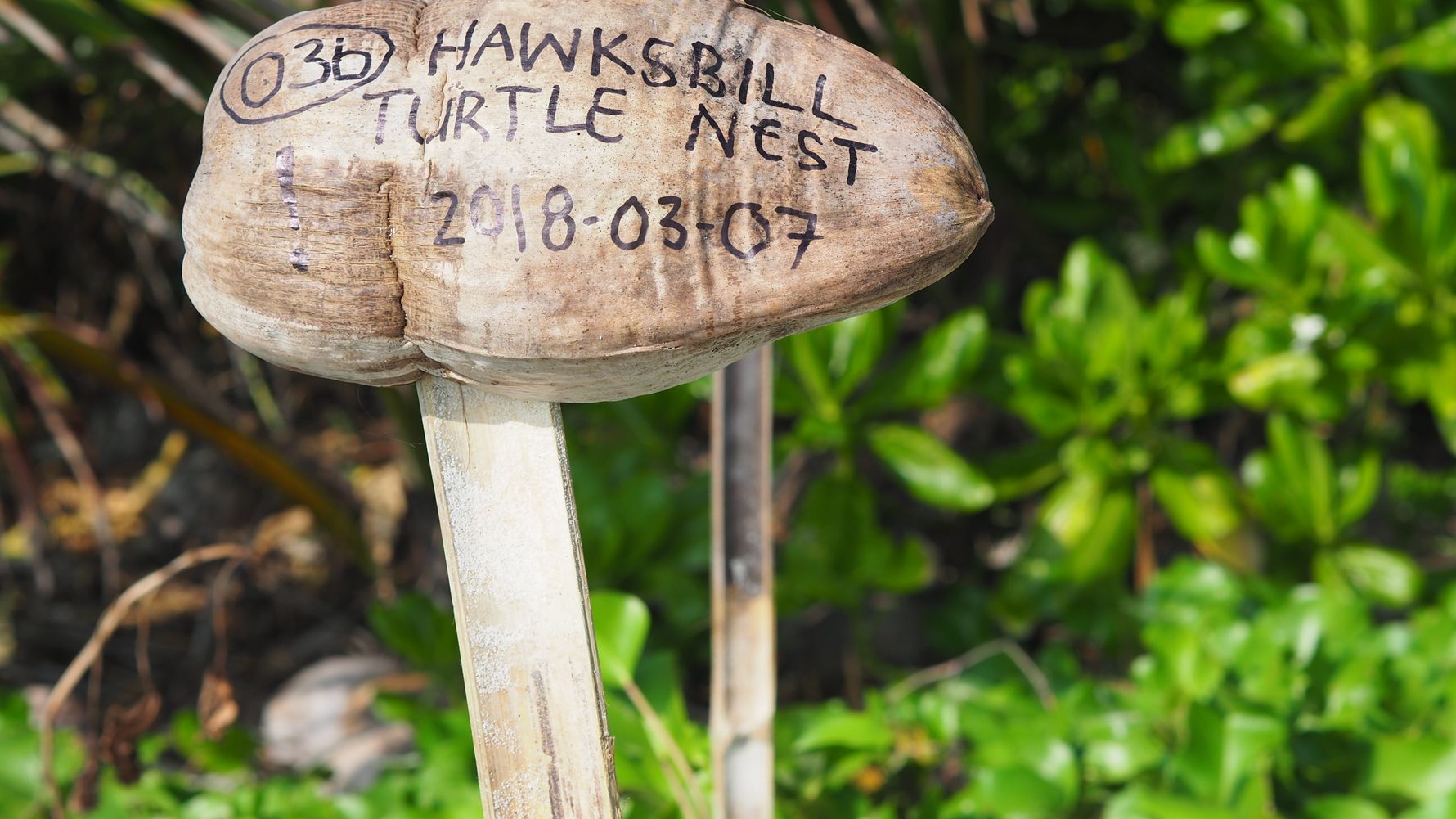 freiwilligenarbeit-seychellen-erfahrungsbericht-artenschutz-kundenfotos-arbeit-natucate