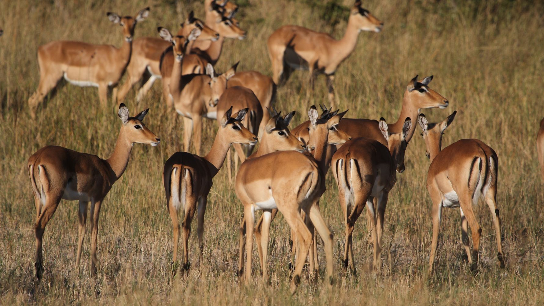 naturwissen-blog-afrika-antilopen-blog-natucate