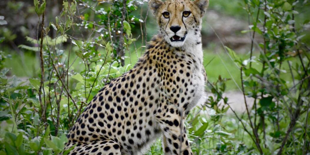 natucate-volunteering-malawi-wildlife-monitoring-cheetah