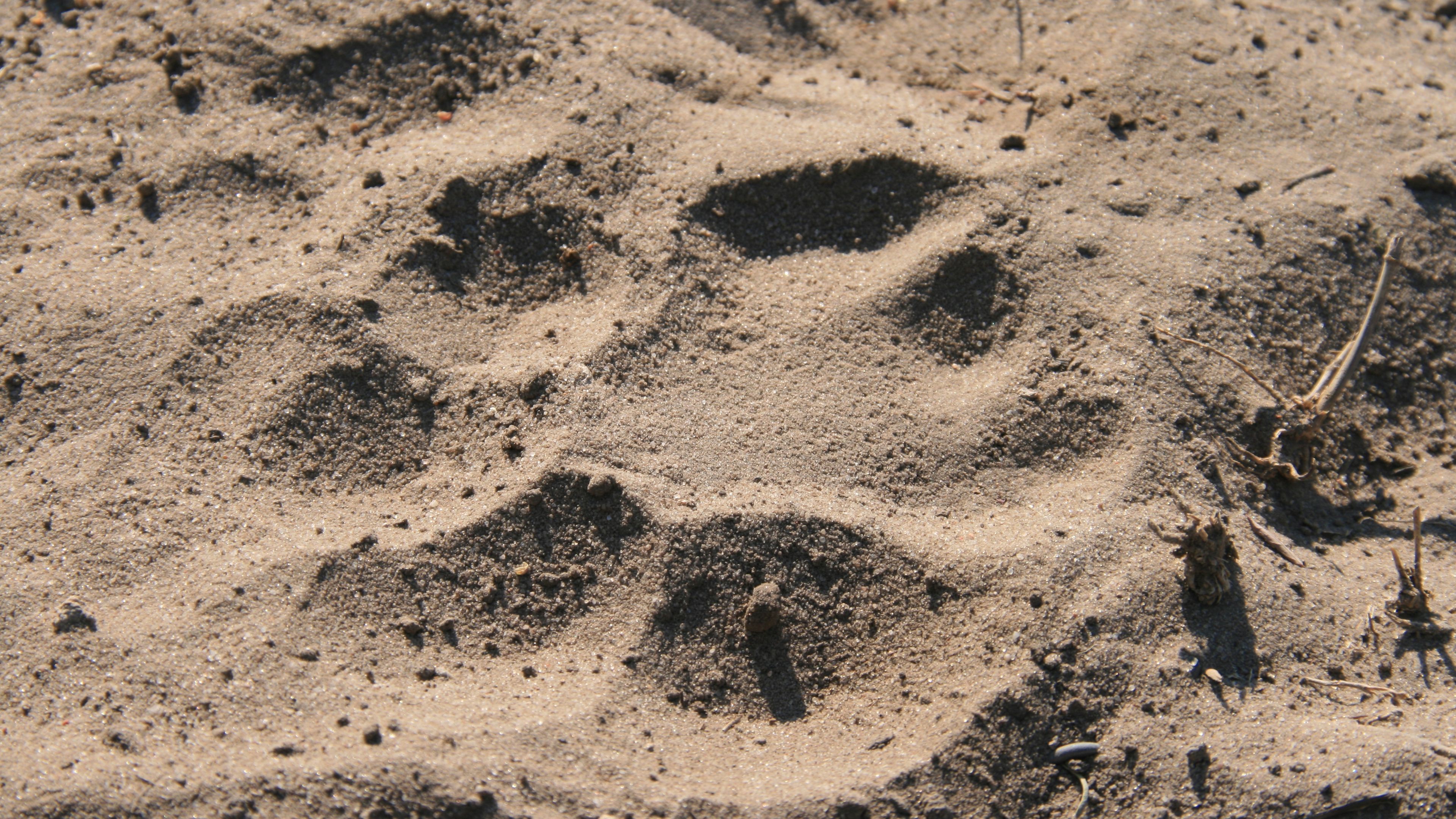 Nahaufnahme eines Pfotenabdrucks im afrikanischen Sand