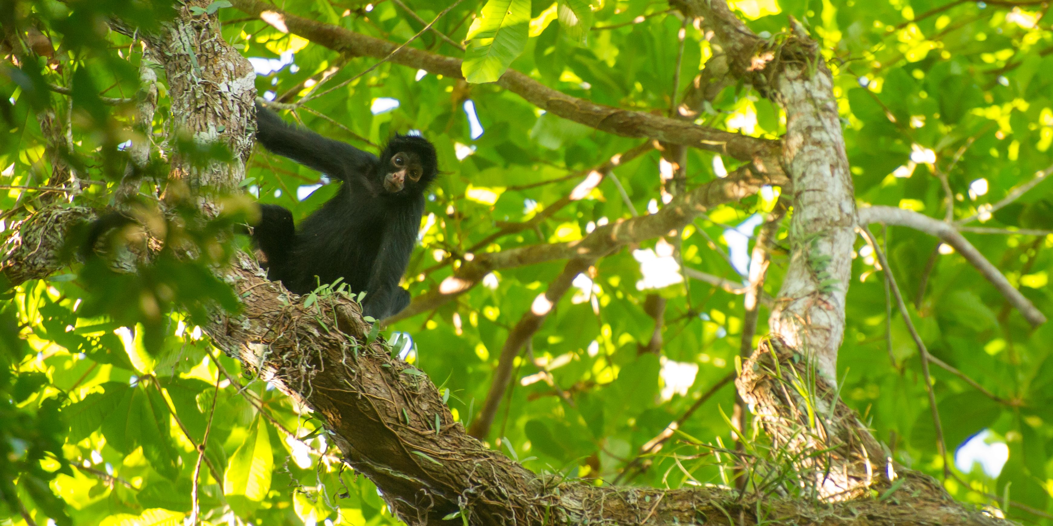 In den Baumwipfeln des Regenwalds beobachtet ein Klammeraffe die Praktikanten