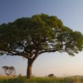 Ein Marula Baum in der Savanne Suedafrikas