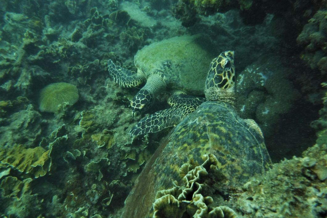 Turtle on the ocean floor