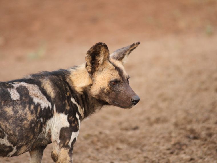 Freiwilligenarbeit mit Wildhunden in Suedafrika