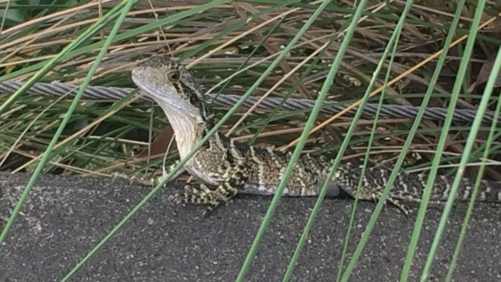erfahrungsbericht-australien-kundenfotos-sabbatjahr-echse-natucate
