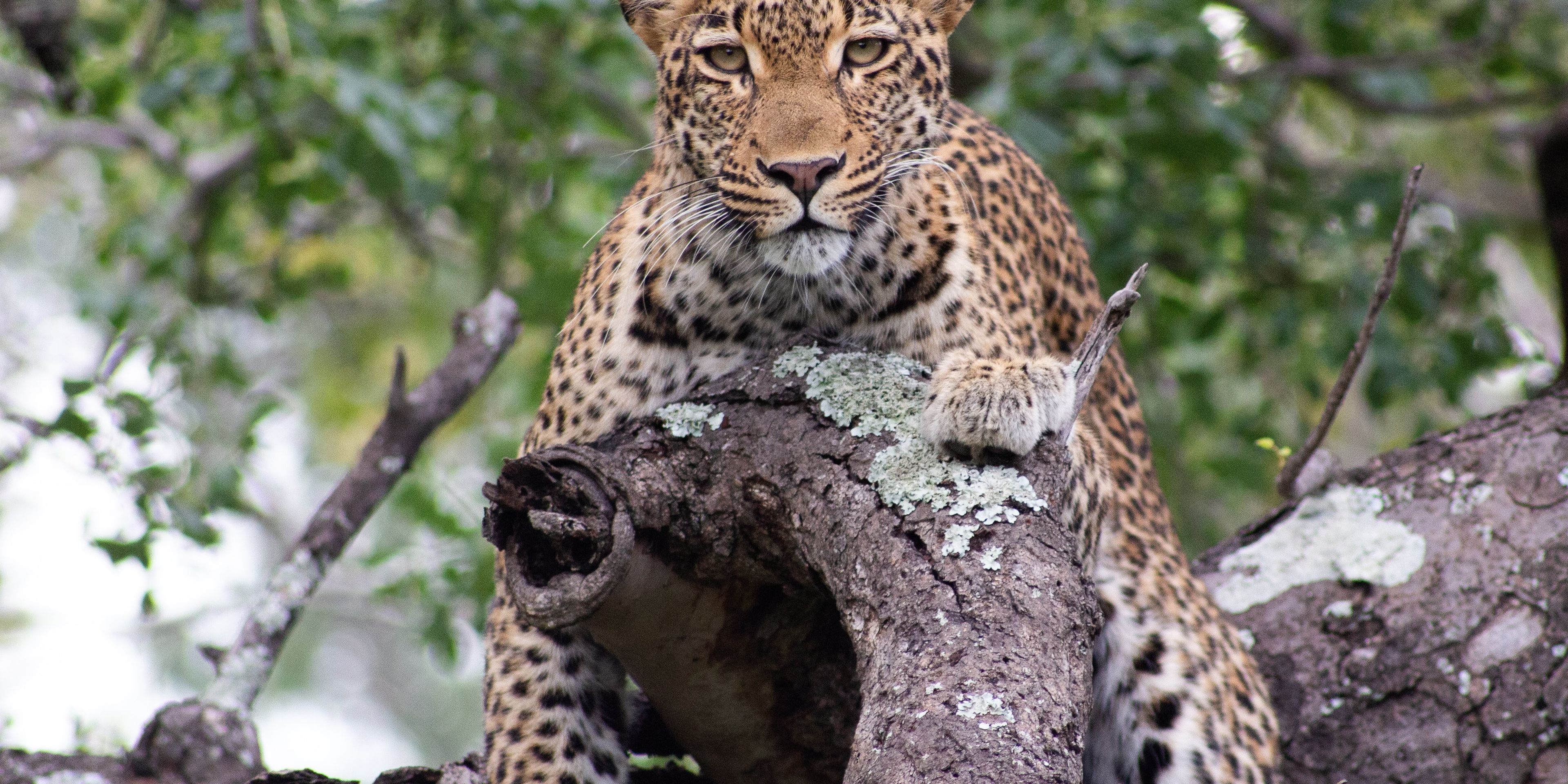 Leopard auf Baum