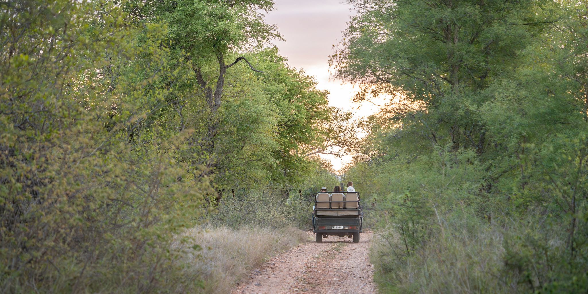 Auto  fährt durch Busch