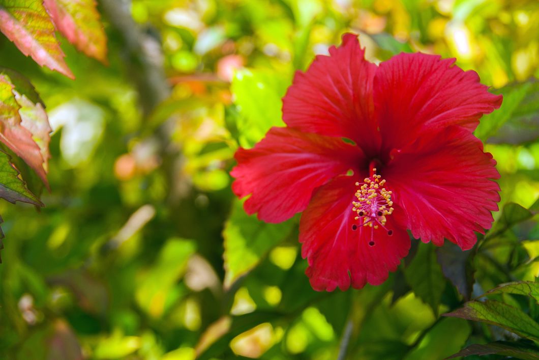 Vegetation auf den Malediven: Nahaufnahme einer roten Bluete