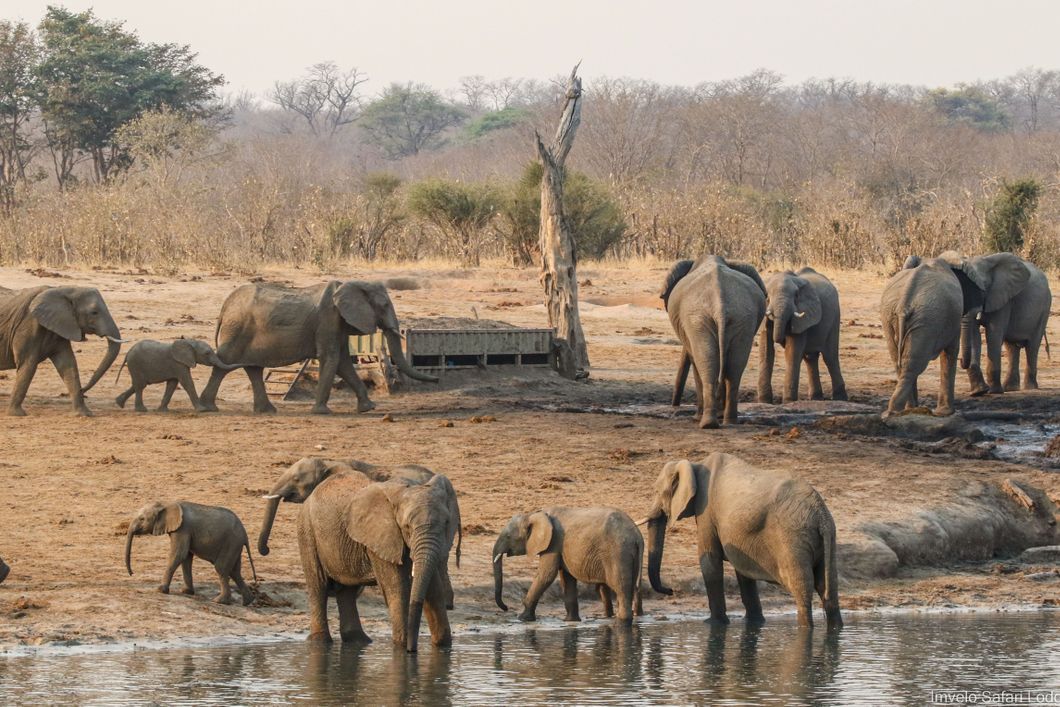 natucate-private-wilderness-experience-hwange-zimbabwe-elephant-herd-river