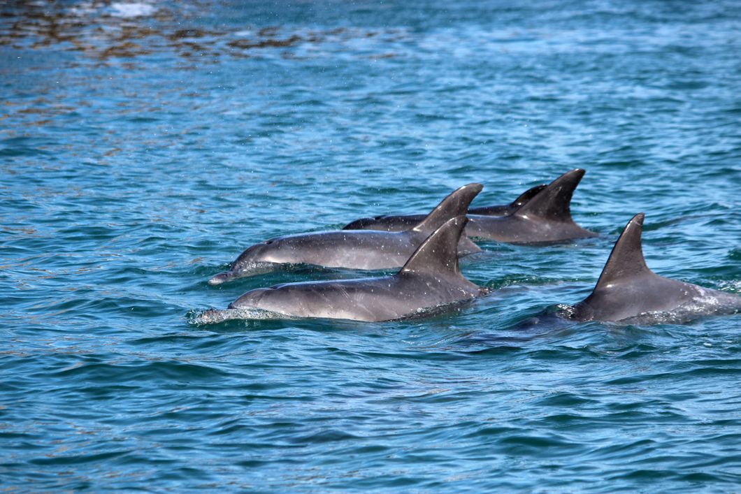 Aufnahme von einer kleinen Gruppe Delfine vor Suedafrikas Kueste im Indischen Ozean