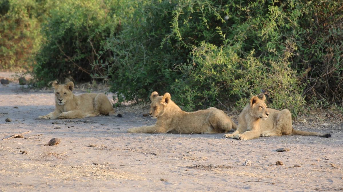 erfahrungsbericht-zimbabwe-rangerausbildung-kundenfotos-junge-loewen-natucate