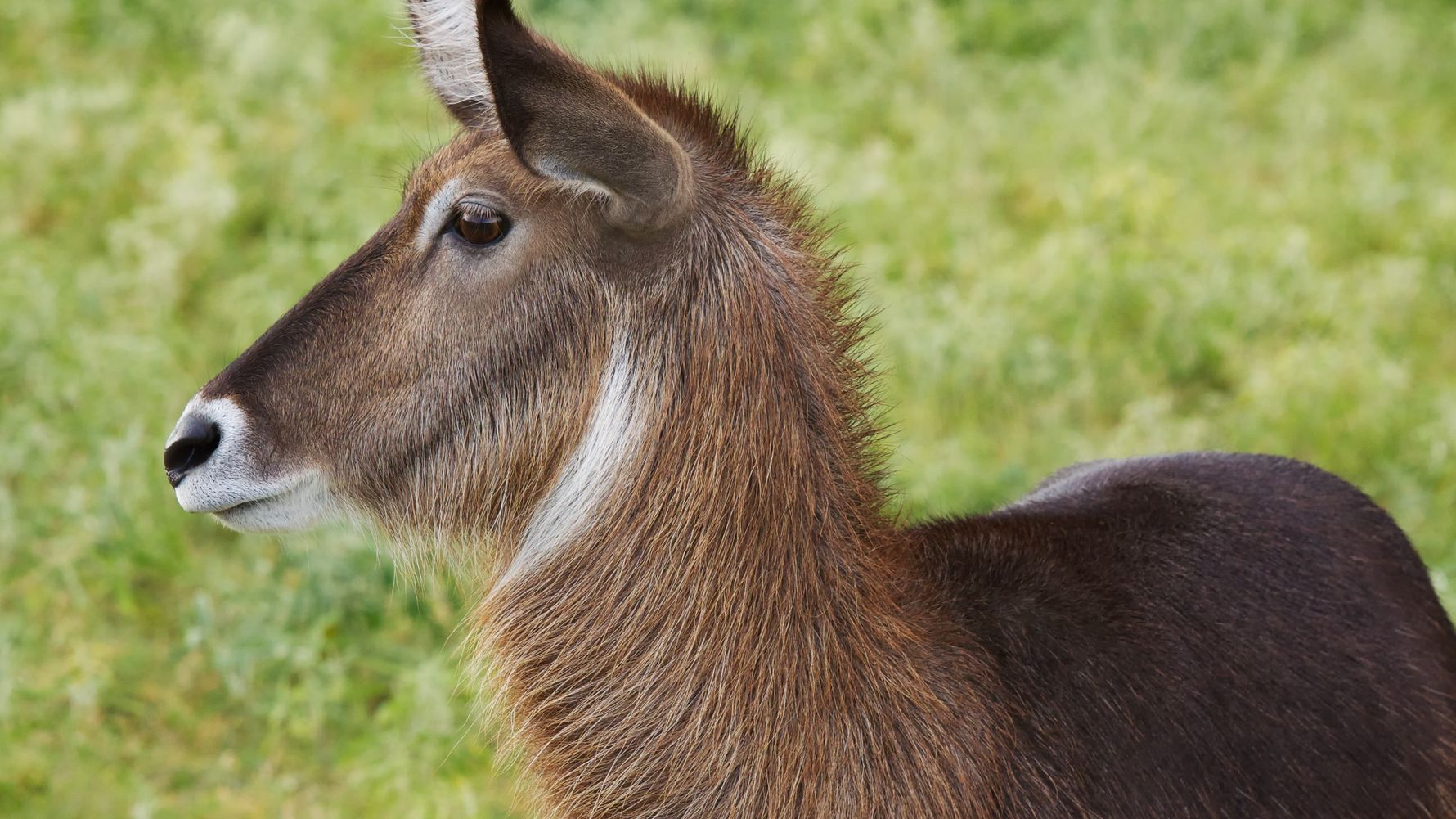 Wasserboecke haben im Vergleich zu anderen Natilopen ein aeusserst struppiges Fell
