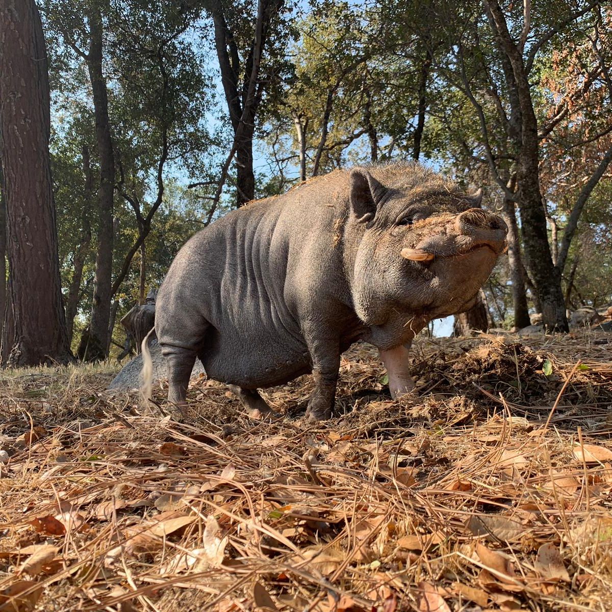 erfahrungsberichte-freiwilligenarbeit-usa-vegan-farm-sandra-haengebauchschwein
