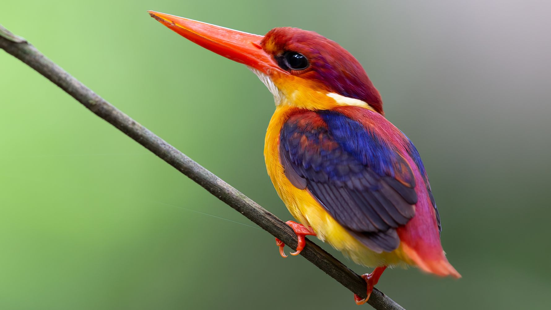 Kingfisher
