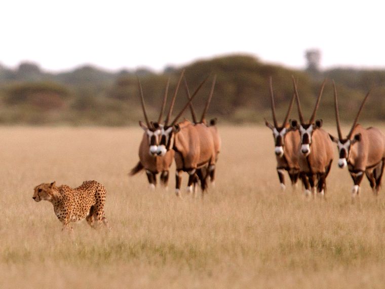 safari-botswana-okavango-delta-northern-highlights-cheetah-natucate