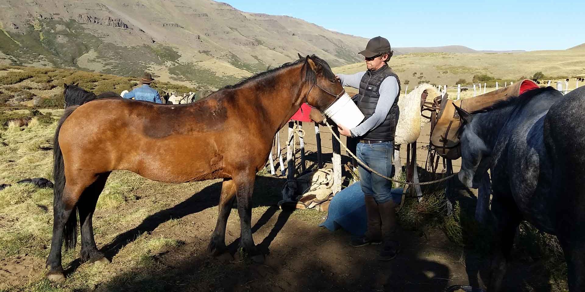 Ein Reiter holt sein Pferd und das Fohlen von der Koppel der Ranch