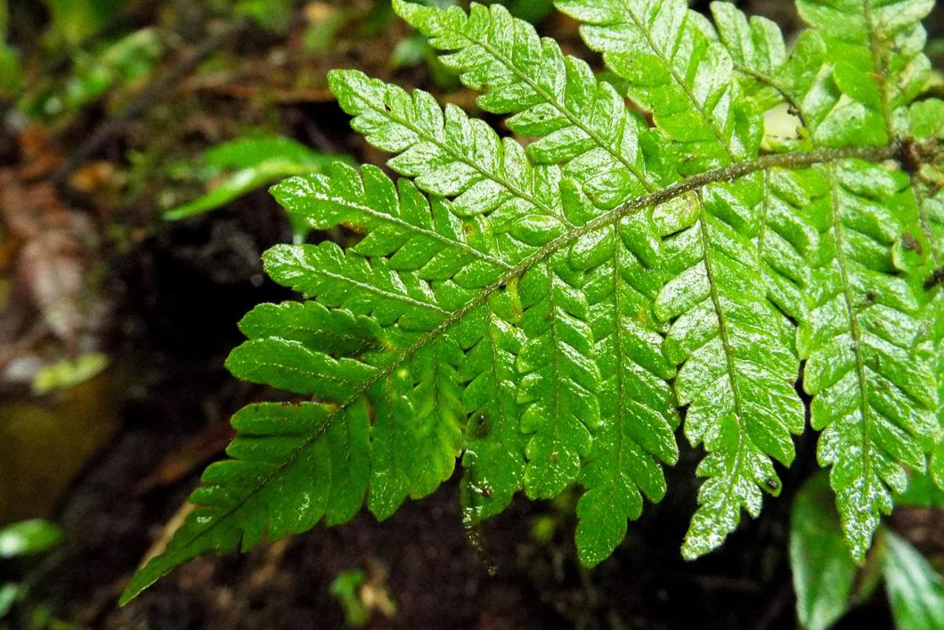 Die Nahaufnahme eines einzelnen Farnblattes nah zum Waldboden in dem costa-ricanischem Aufforstungsprojekt zeigt das satte, helle Grün der Pflanze und die vielen, engen Schachtelhalme des Gabelblattgewächses.