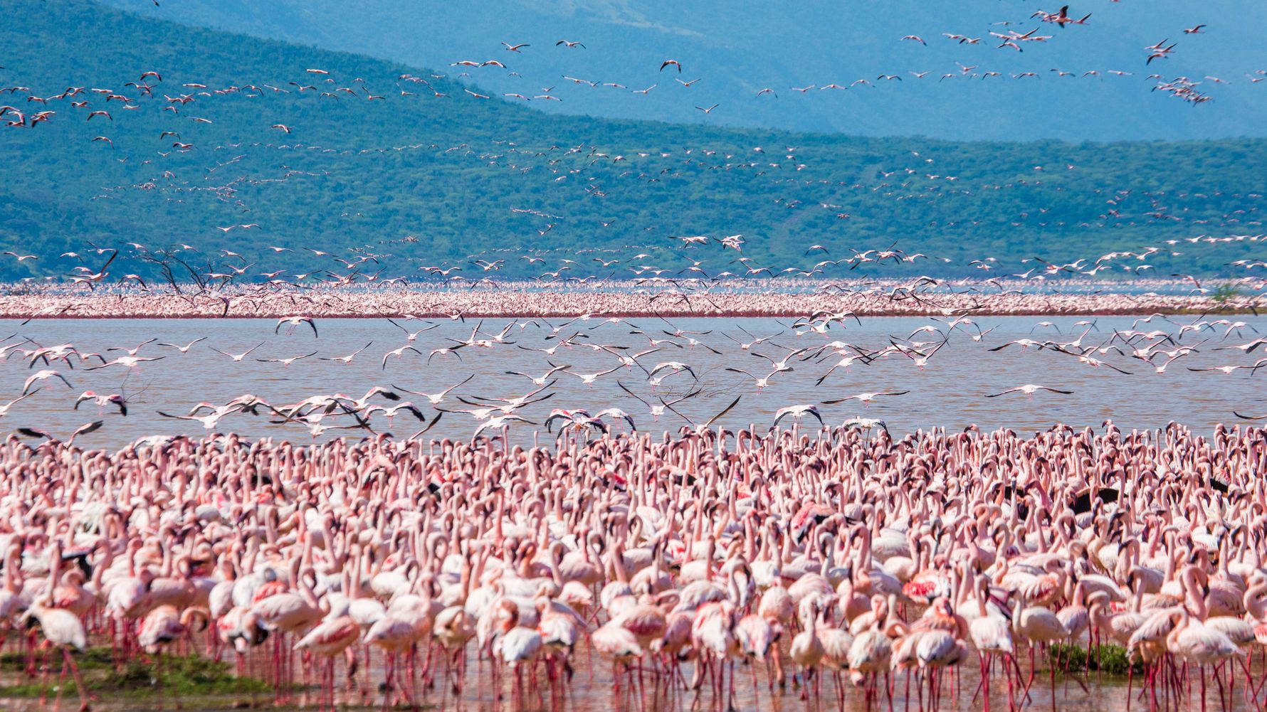 Tausende Flamingos versammeln sich in den Wassern des Lake Nakuru in Kenias Lake Nakuru Nationalpark