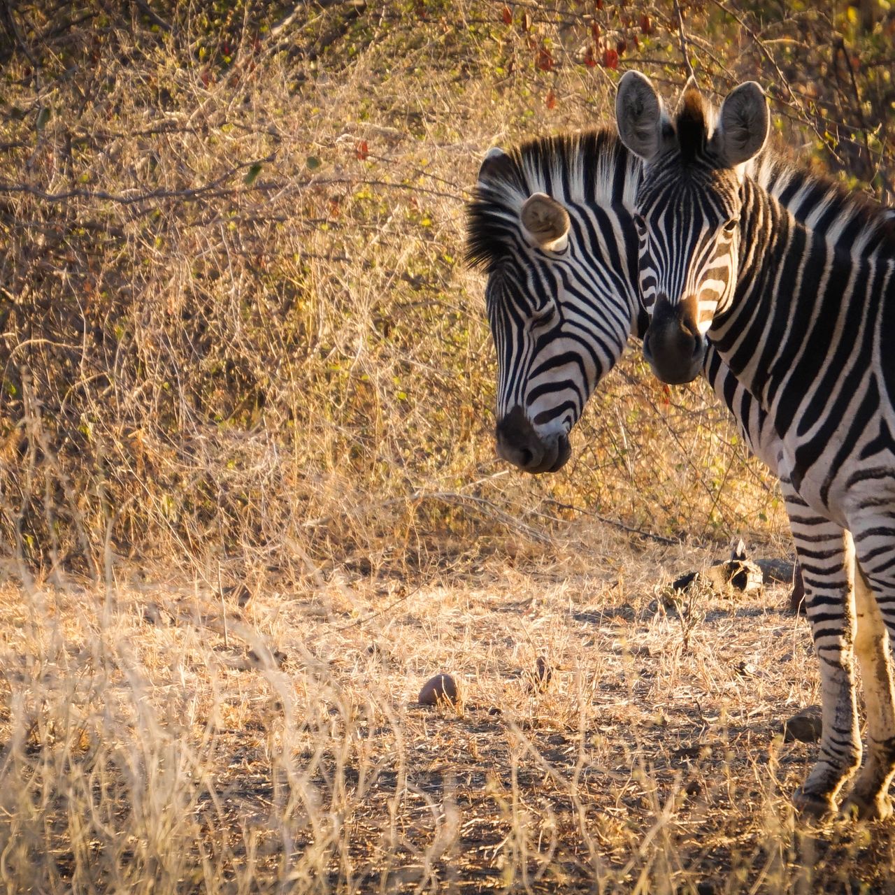 erfahrungsberichte-naturreise-afrika-private-wilderness-experience-rene-zebras-natucate