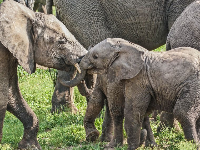 erfahrungsbericht-suedafrika-kundenfotos-rangerausbildung-elefanten-natucate