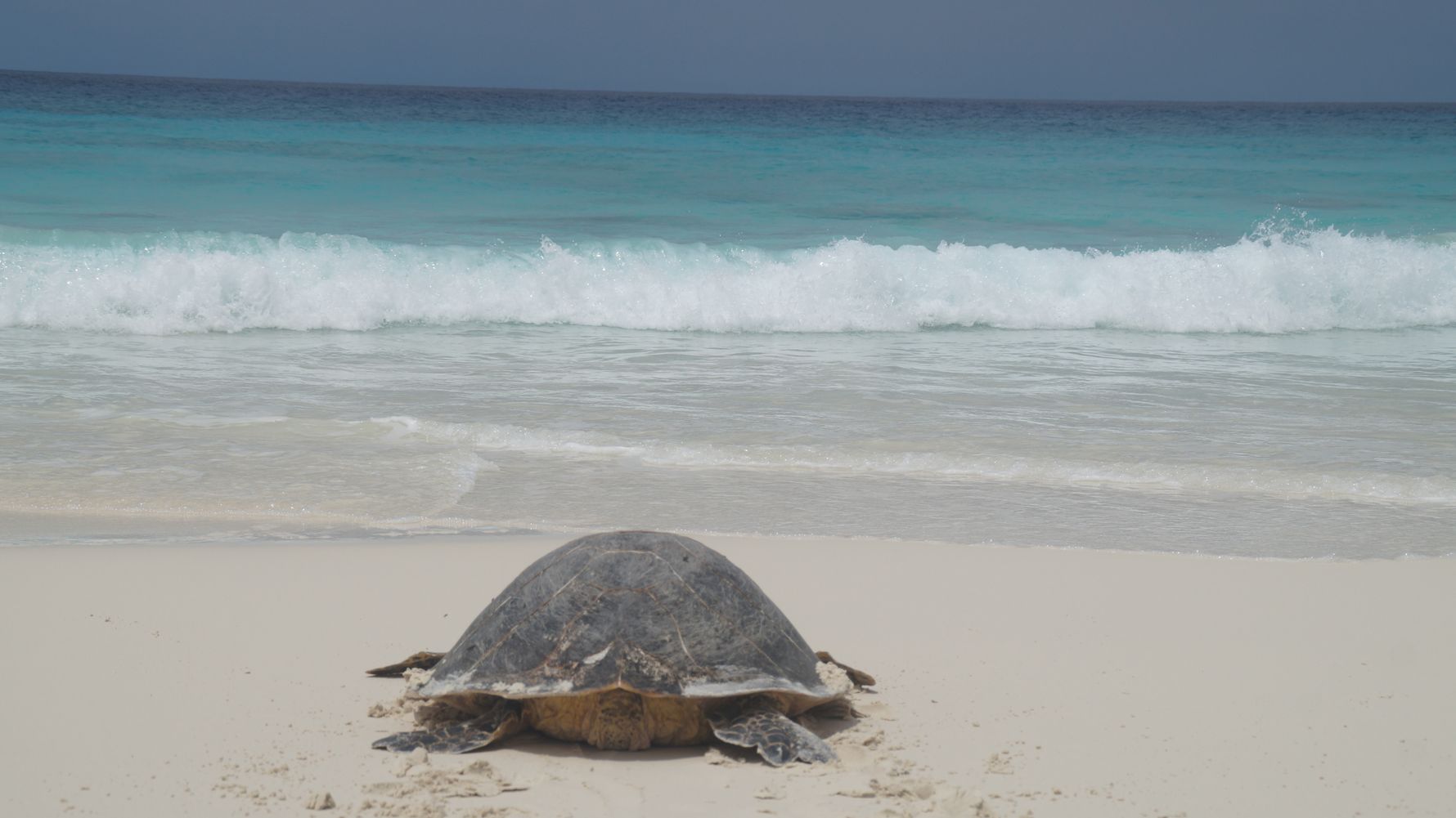 freiwilligenarbeit-seychellen-erfahrungsbericht-artenschutz-kundenfotos-strand-schildkroete-natucate