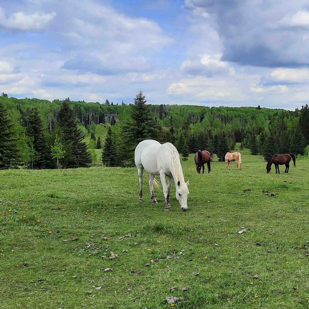 erfahrungsberichte-freiwilligenarbeit-kanada-pferdeschutz-lisa-natucate-pferde-grasen-auf-einer-weide-am-waldrand