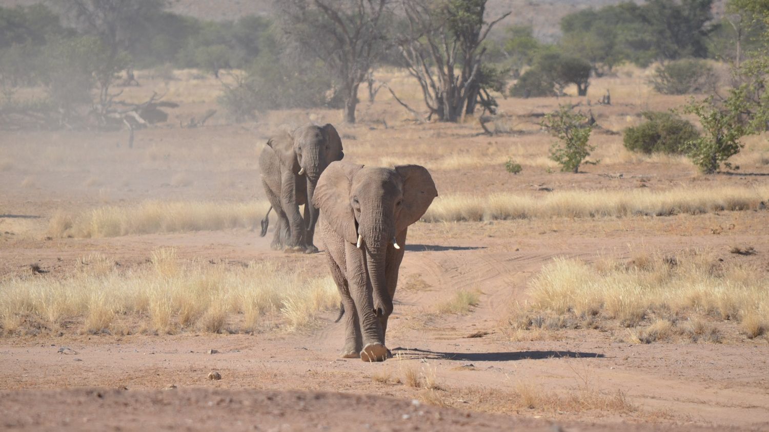 Zwei Elefanten werden waehrend der Elefantenpatrouille von den Teilnehmern fotografiert