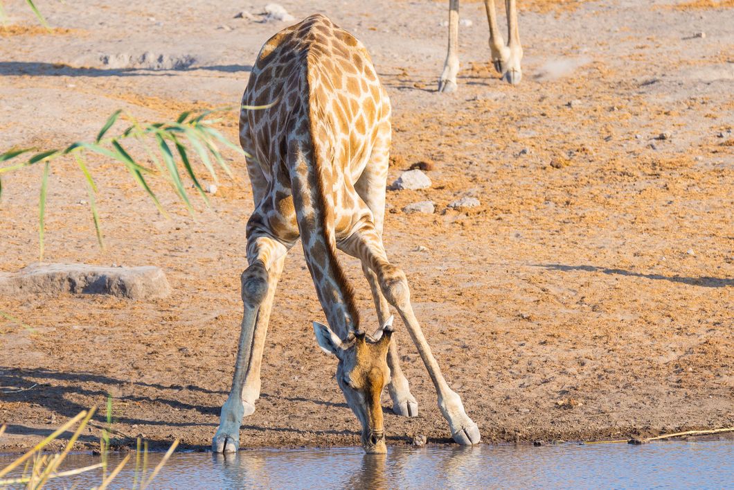natucate-safari-namibia-etosha-giraffe-baby-waterhole
