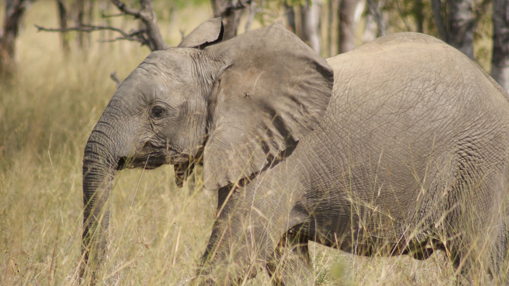 Elephant bull young walking
