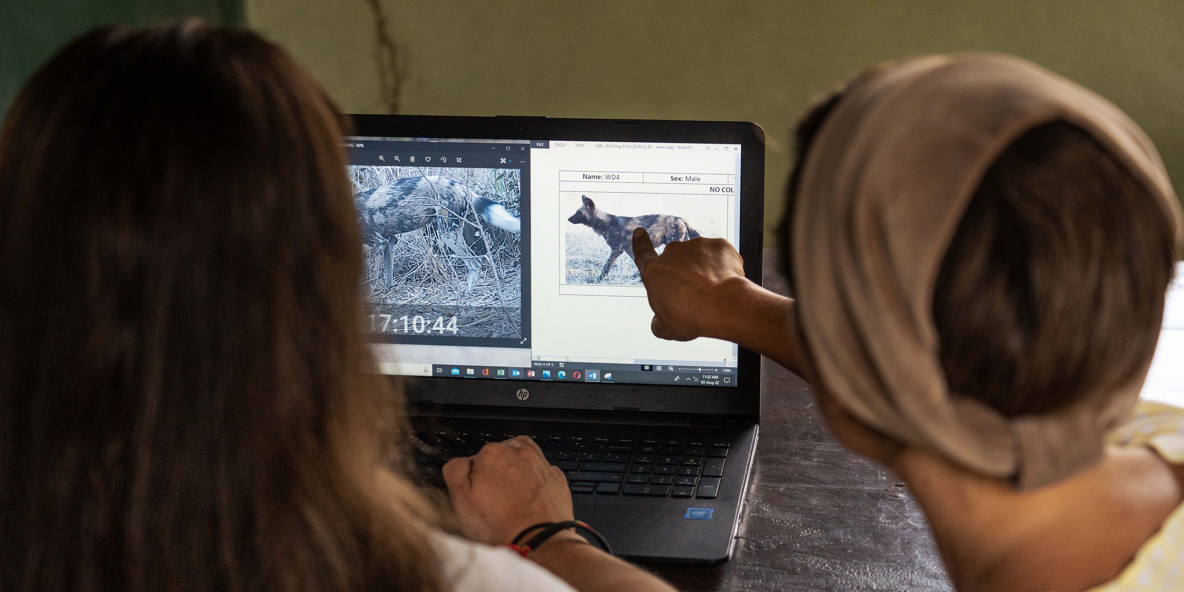 natucate-volunteering-malawi-wildlife-monitoring-indoor-research-analysis-wilddog