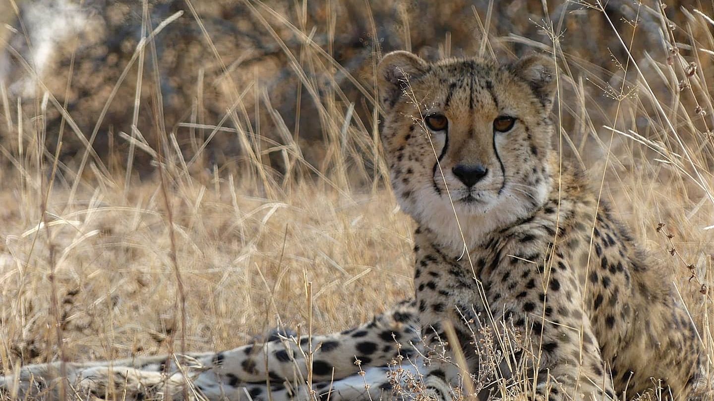 erfahrungsbericht-sabbatical-afrika-julian-field-guide-level-1-gepard-natucate