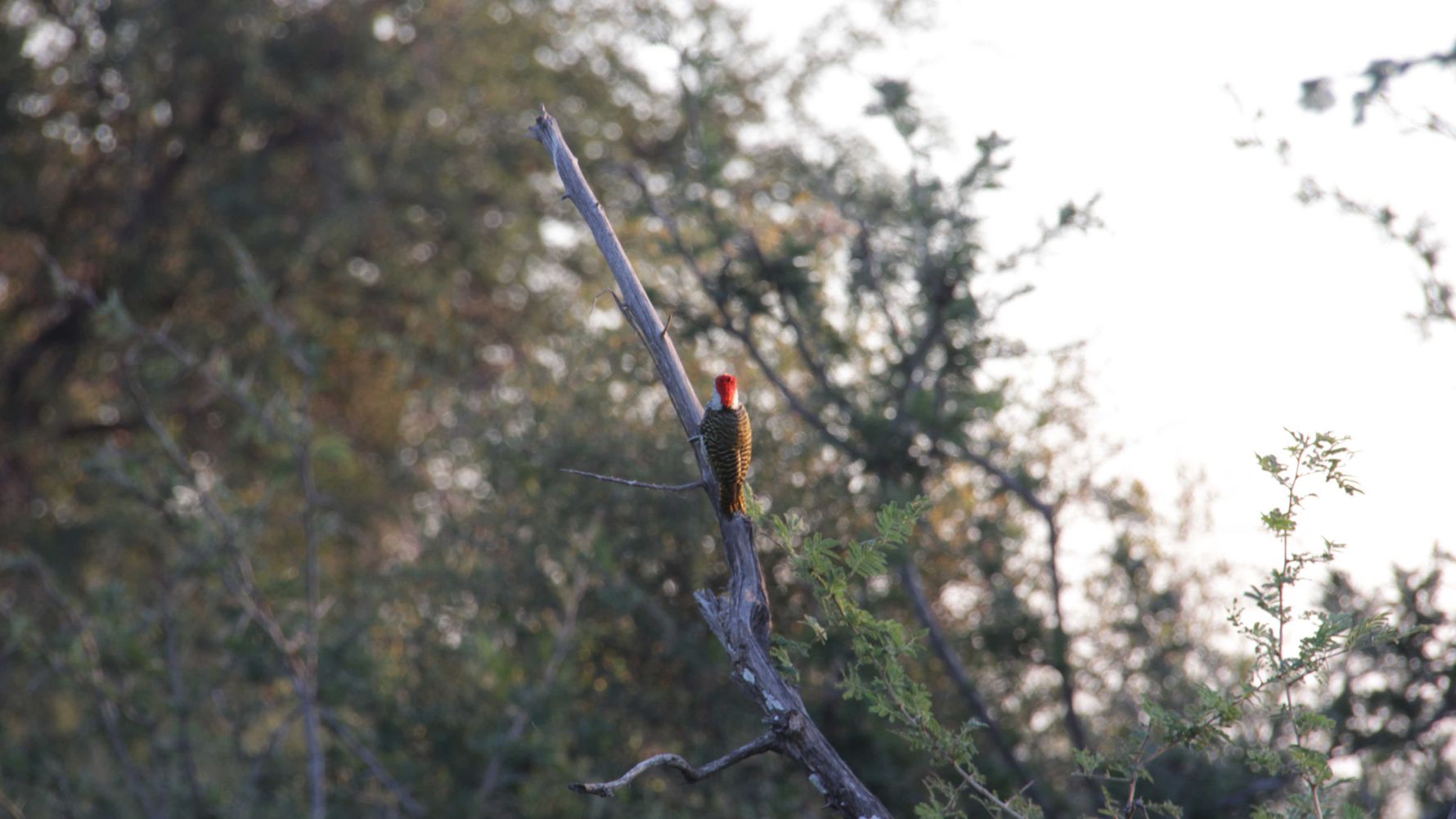 erfahrungsberichte-rangerkurs-field-guide-level-1-afrika-lea-woodpecker-natucate