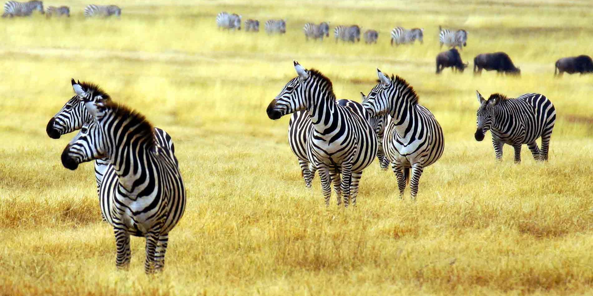 Eine Zebraherde auf dem Weg zu einem Wasserloch in der Masai Mara
