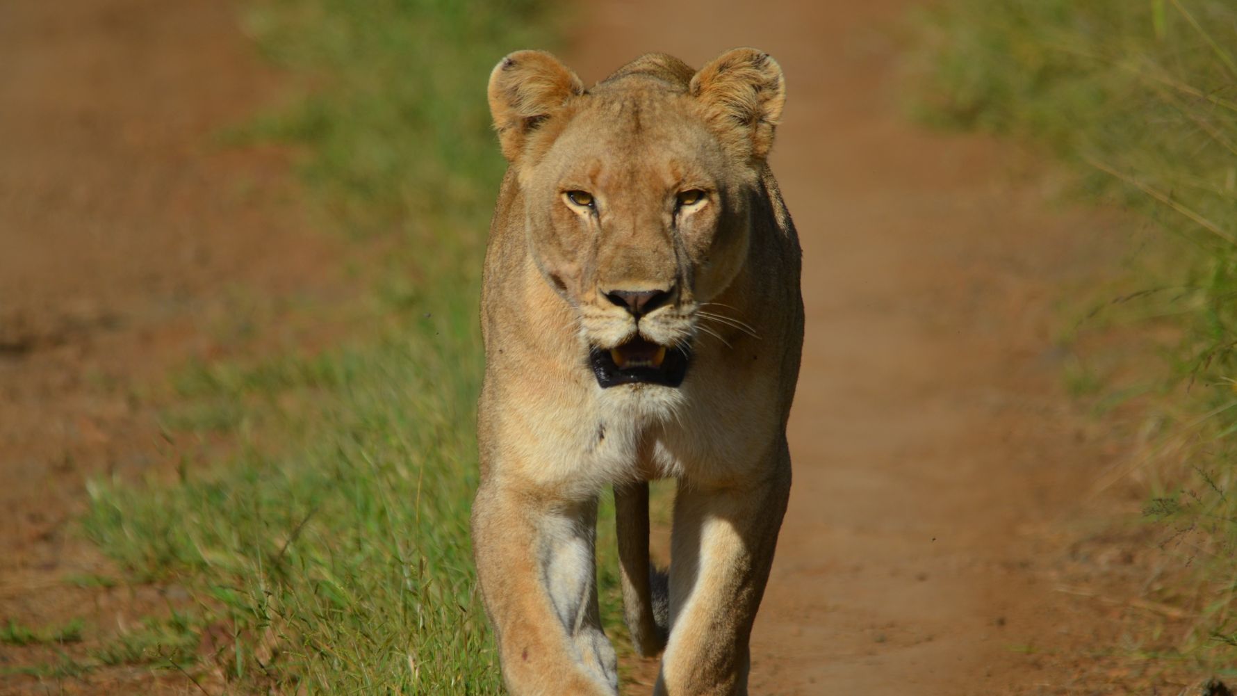 freiwilligenarbeit-natucate-suedafrika-loewe