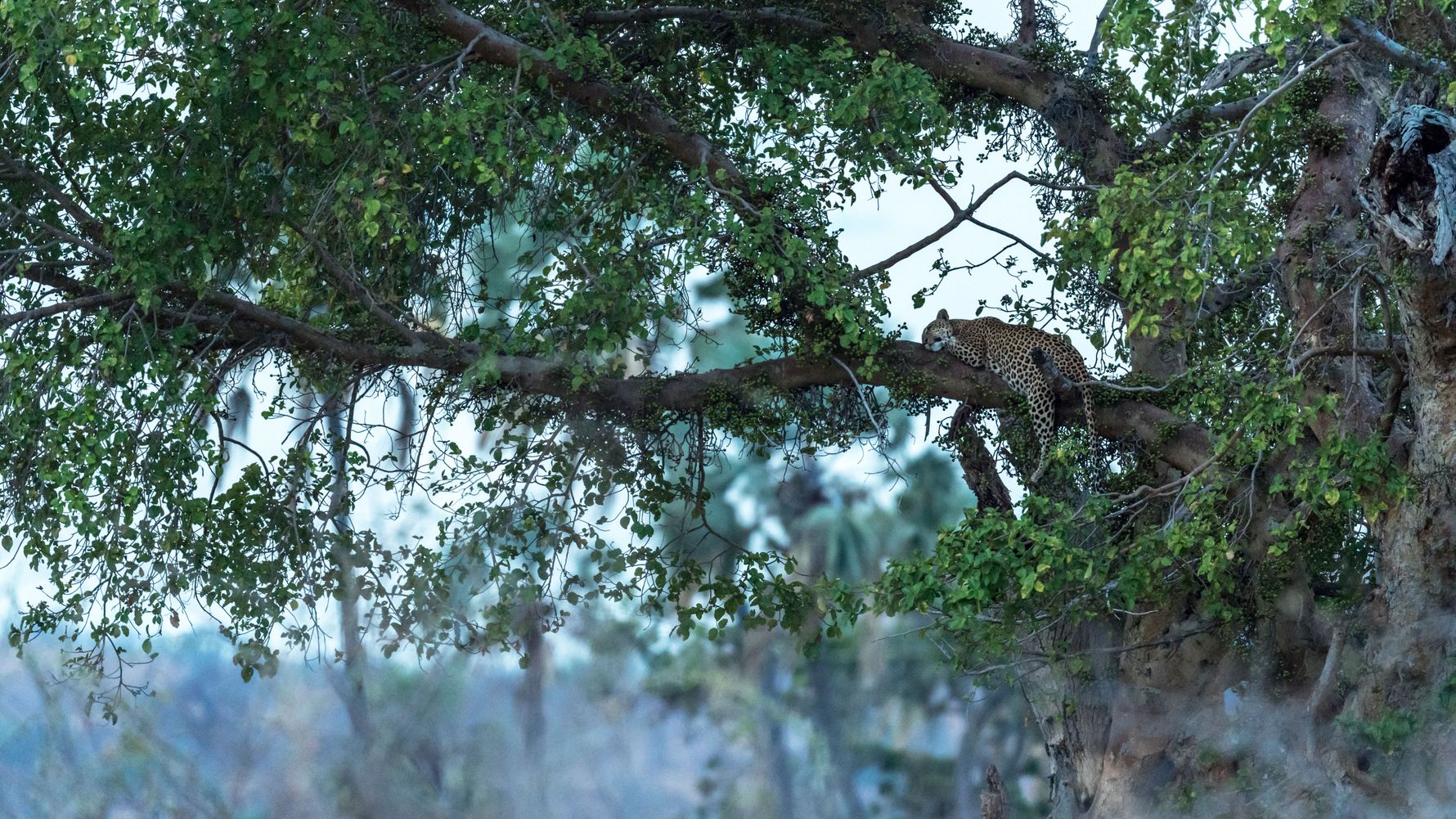 Leopard im Baum in Ruaha