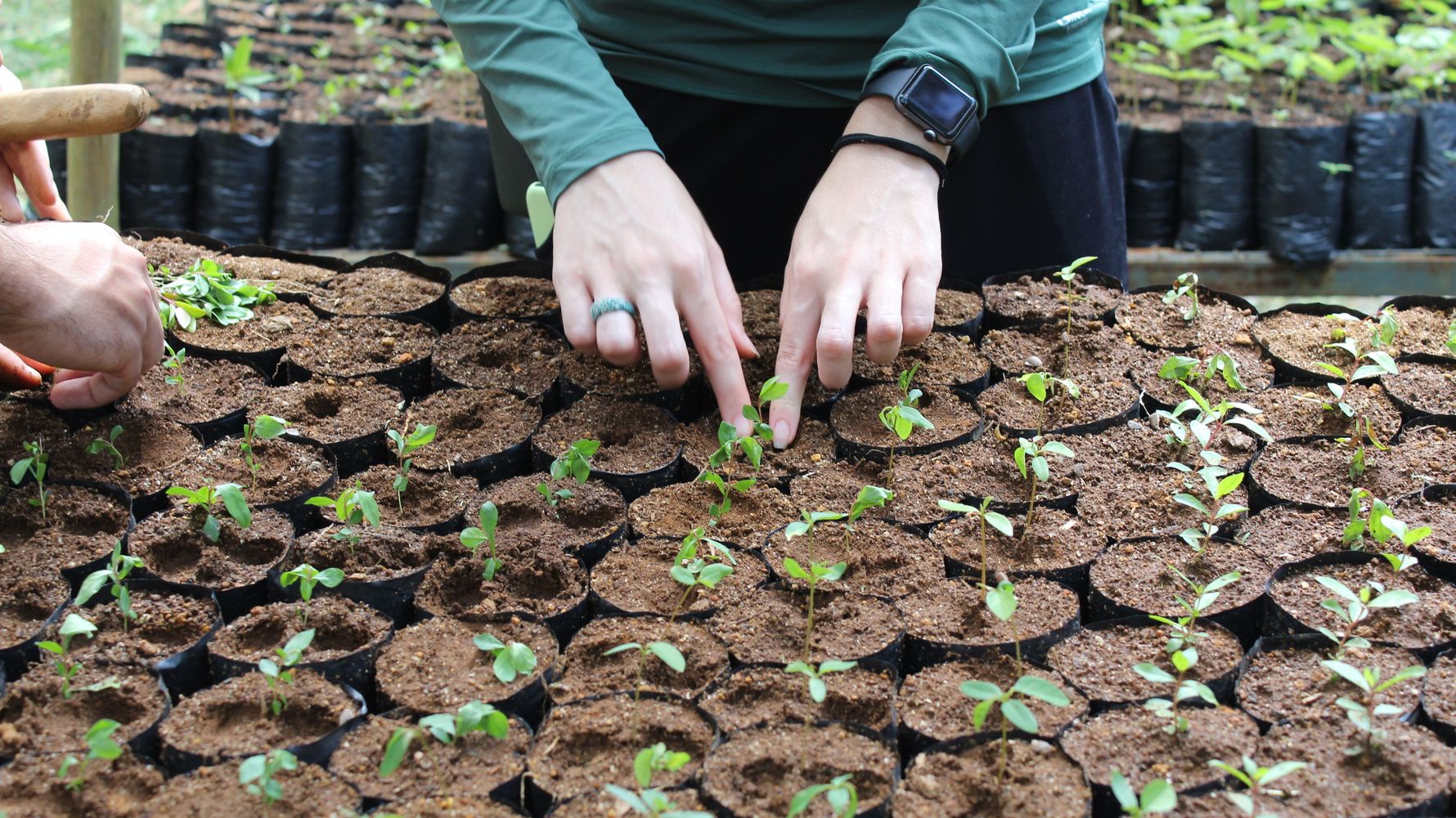 natucate-landingpage-citizen-science-brazil-seedlings-closeup