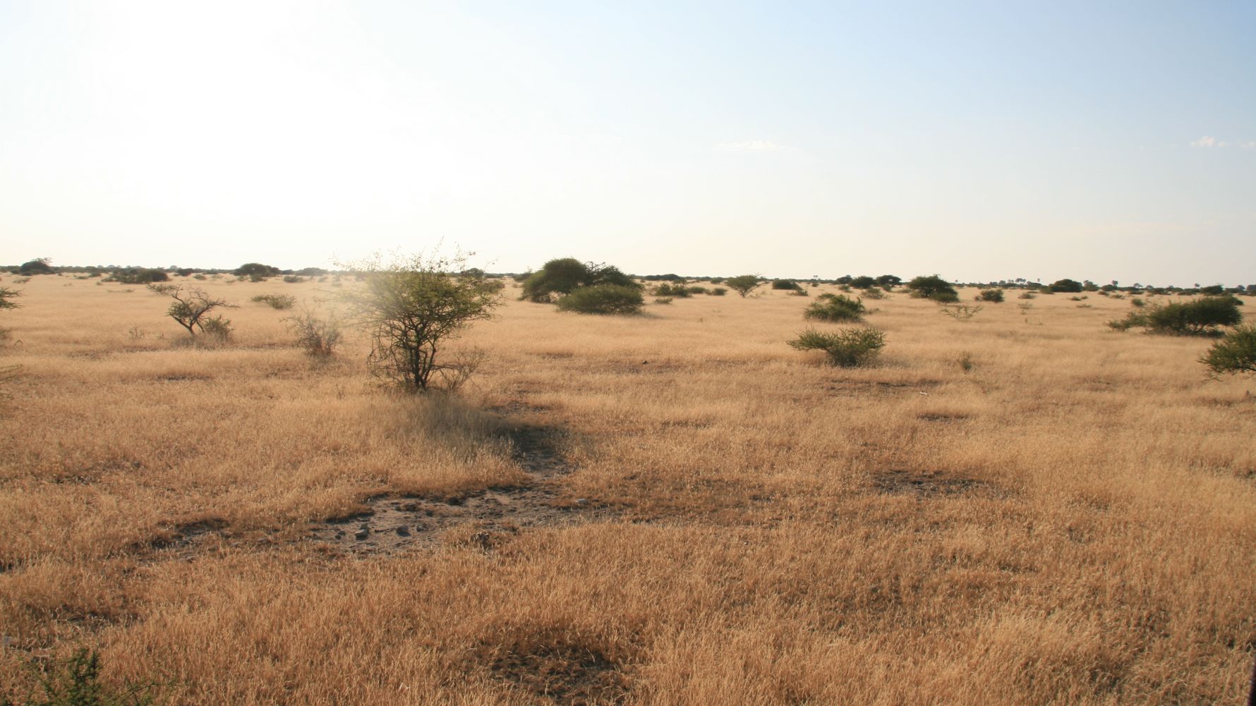savanne-zwischen-wueste-und-wald-botswana-blog-natucate