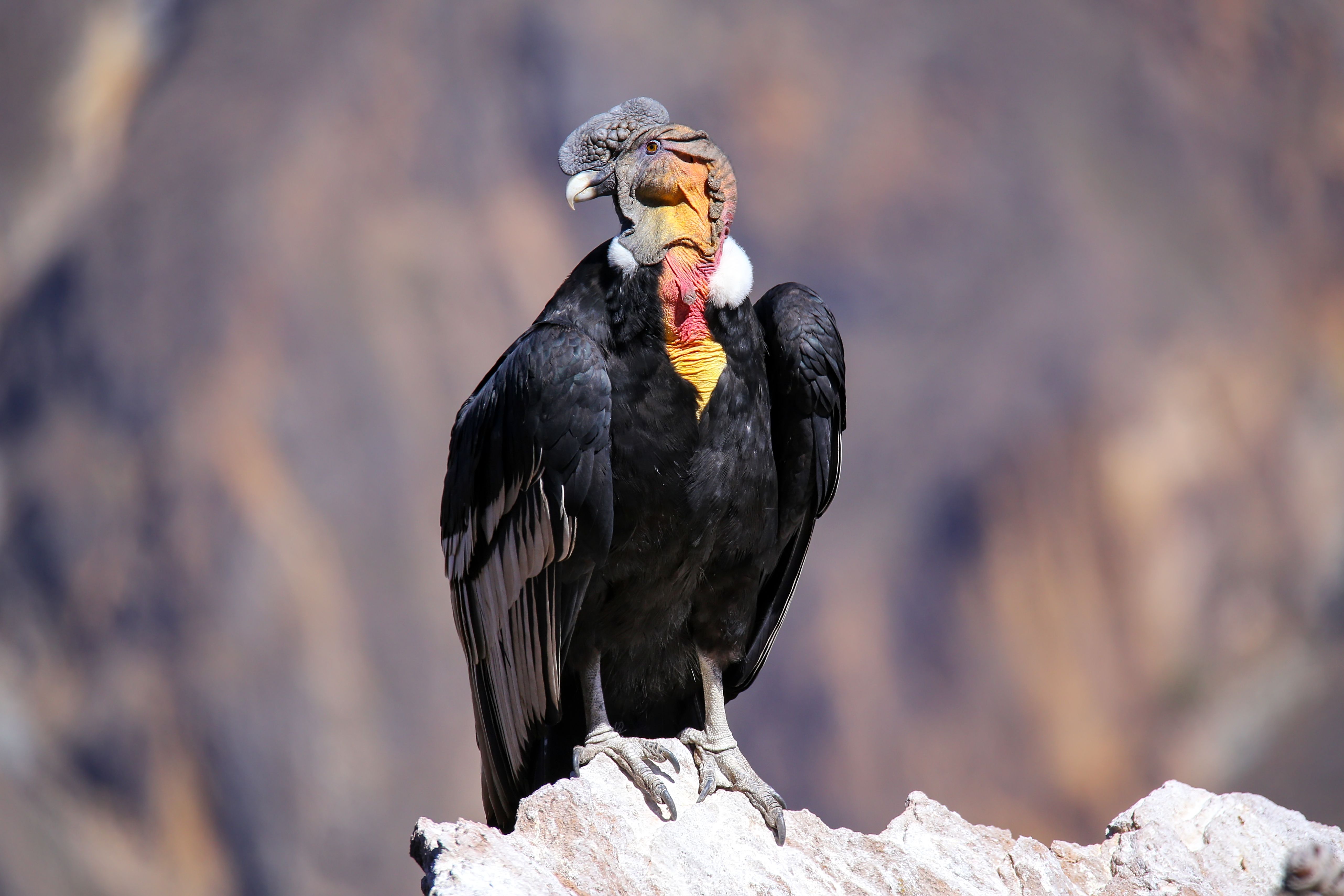 Natucate Blog – Condors ⋅ Natucate