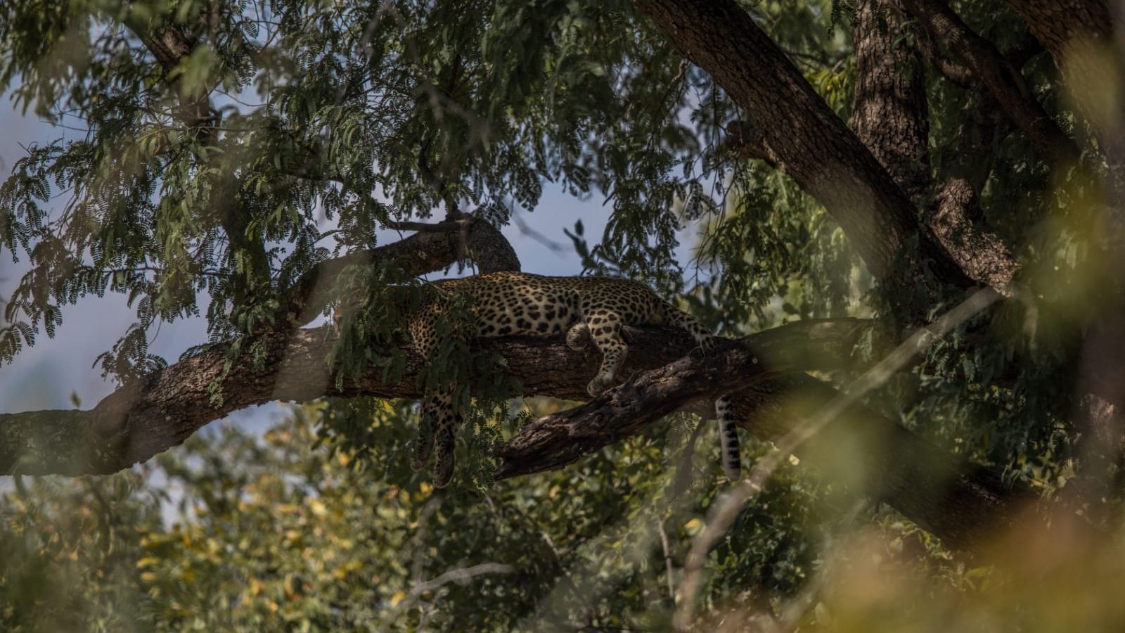 blog-ratgeber-sambia-suedluangwa-nationalpark-leoparden-natucate