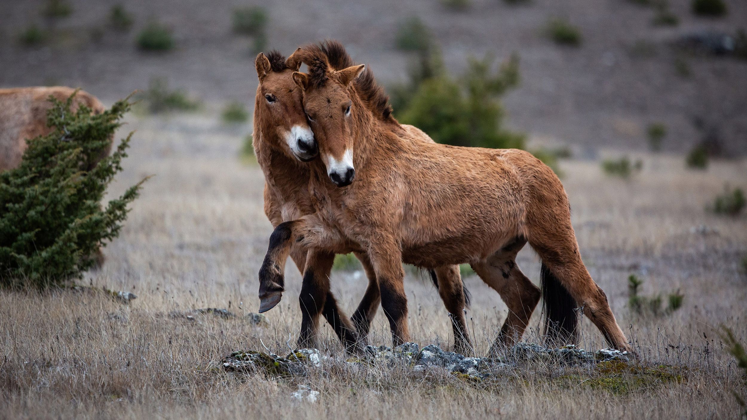 Volunteering: Przewalski Horses Conservation ⋅ Natucate