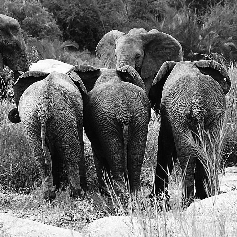erfahrungsberichte-suedliches-afrika-pfg-rangerausbildung-kundenfotos-elefantenherde-schwarzweiss-natucate