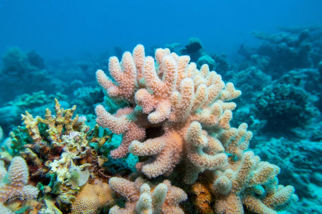 natucate-pwe-maldives-coral-underwater