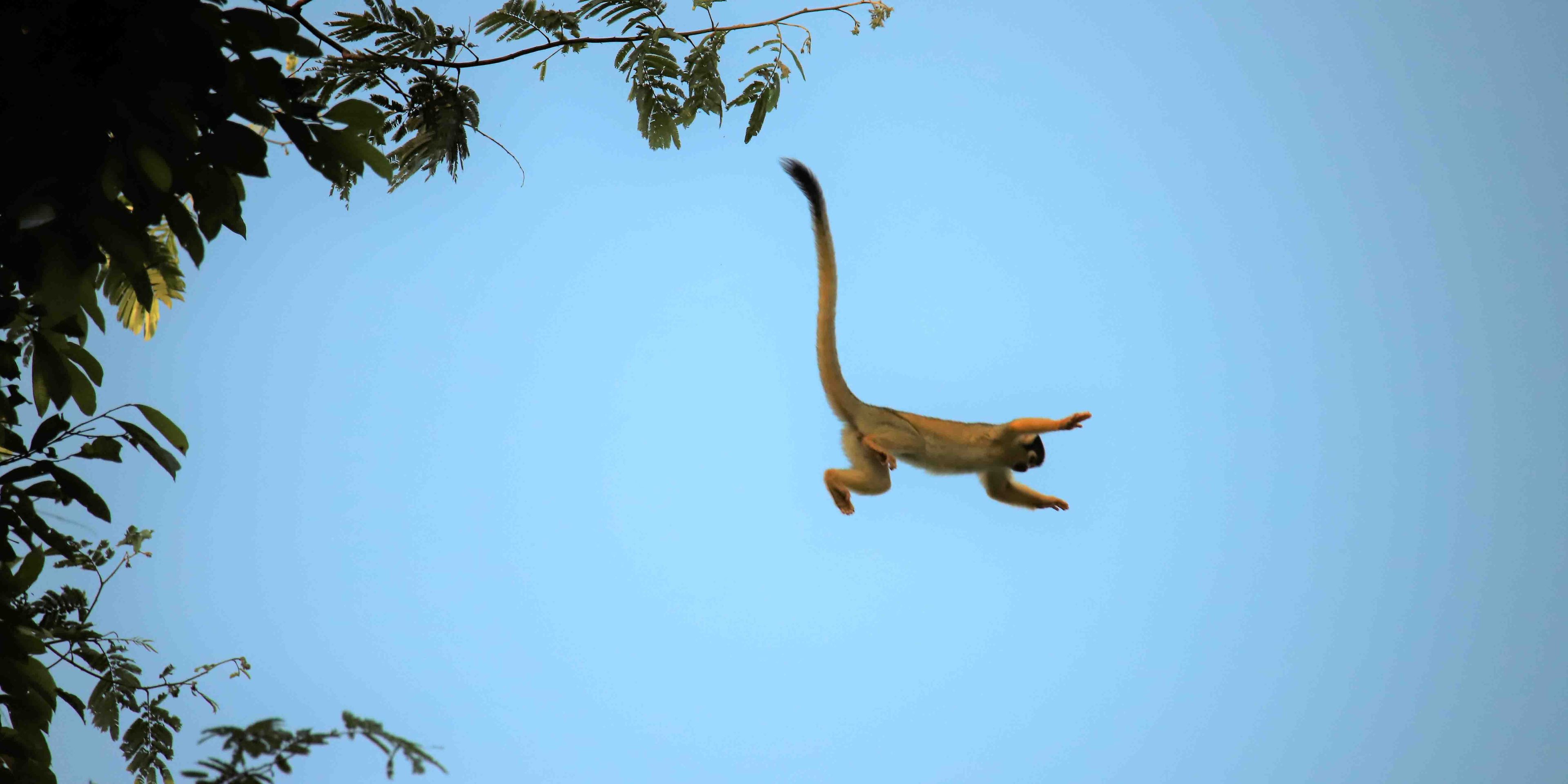 Ein gelbes Totenkopfäffchen aus Peru springt mit gestreckten Armen oberhalb des Fotografen aus einem Baum und ist in seiner Flugphase mit dem blauen Himmeln im Hintergrund zusehen.