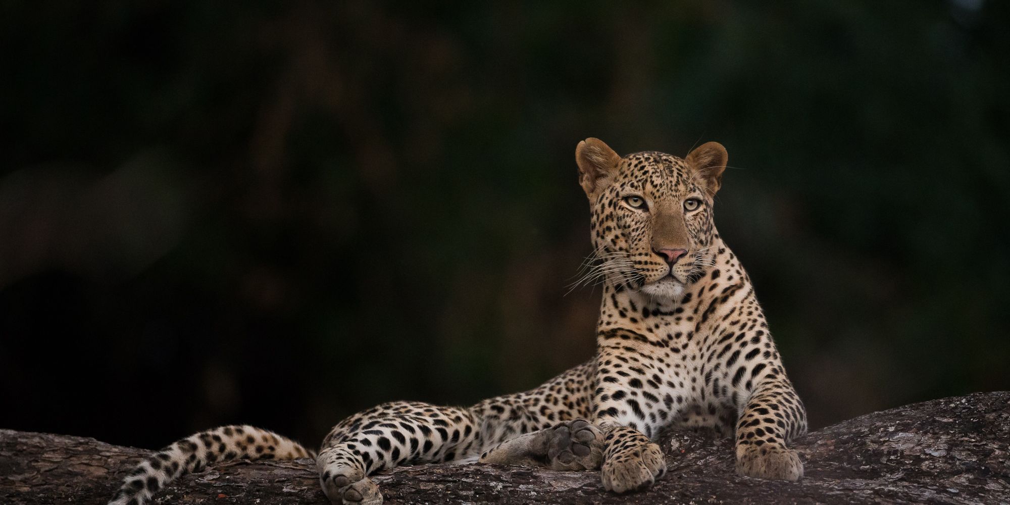 Leoparden halten oft von einer erhoeten Position Ausschau nach Beute