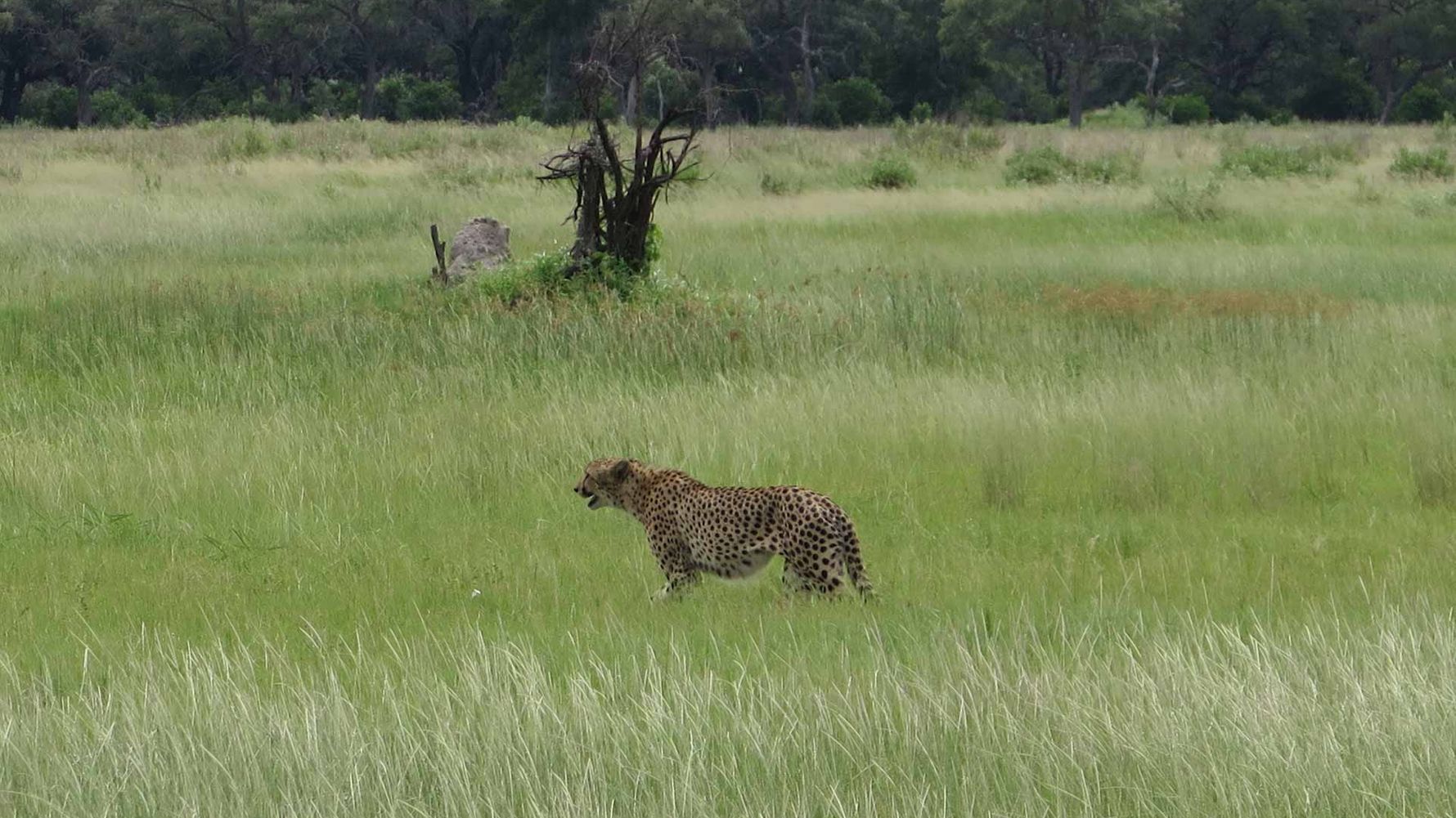 erfahrungsbericht-praktikum-botswana-artenschutz-gepard-natucate
