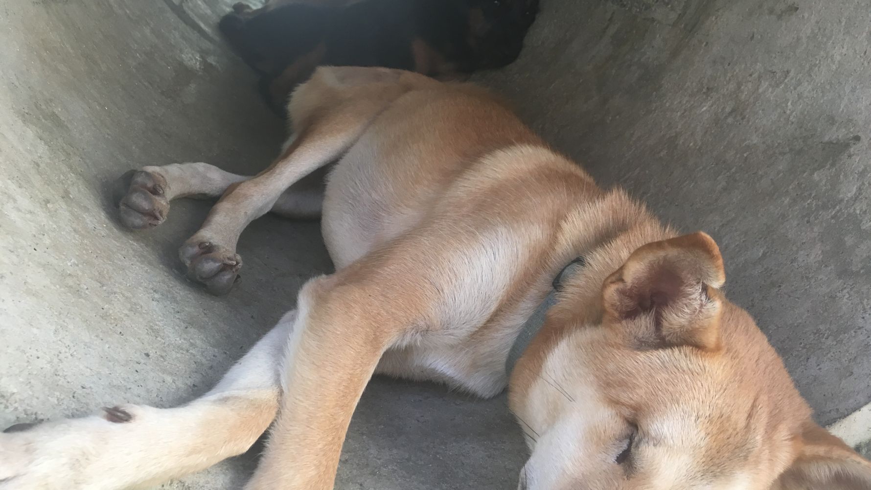 Tierschutz: Drei Hunde ruhen sich in einer Roehre aus